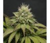 Gorilla Melon de Fast Buds