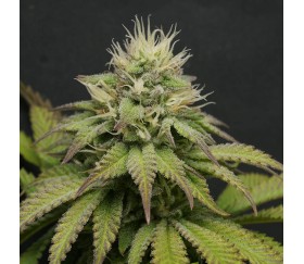 Gorilla Melon de Fast Buds