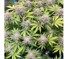 Lemon Mandarine de Fast Buds