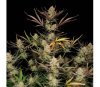 Apple Strudel Auto de Fast Buds