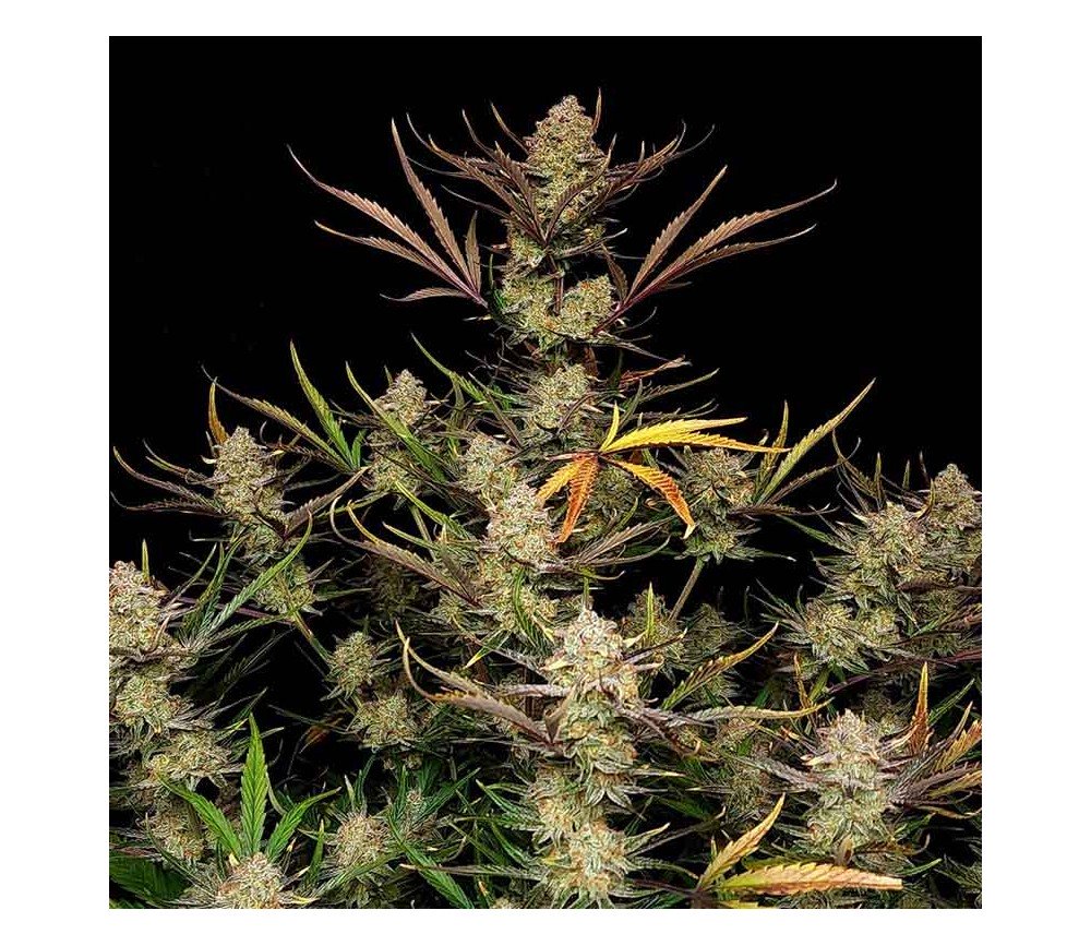 Apple Strudel Auto de Fast Buds