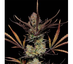 Apple Strudel Auto de Fast Buds