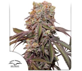 Auto Candy Bubatz XL de Dutch Passion