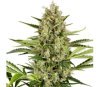 Jack Herer Auto de Sensi Seeds