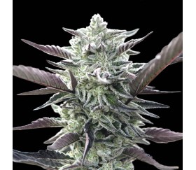 Oreoz de 00 Seeds