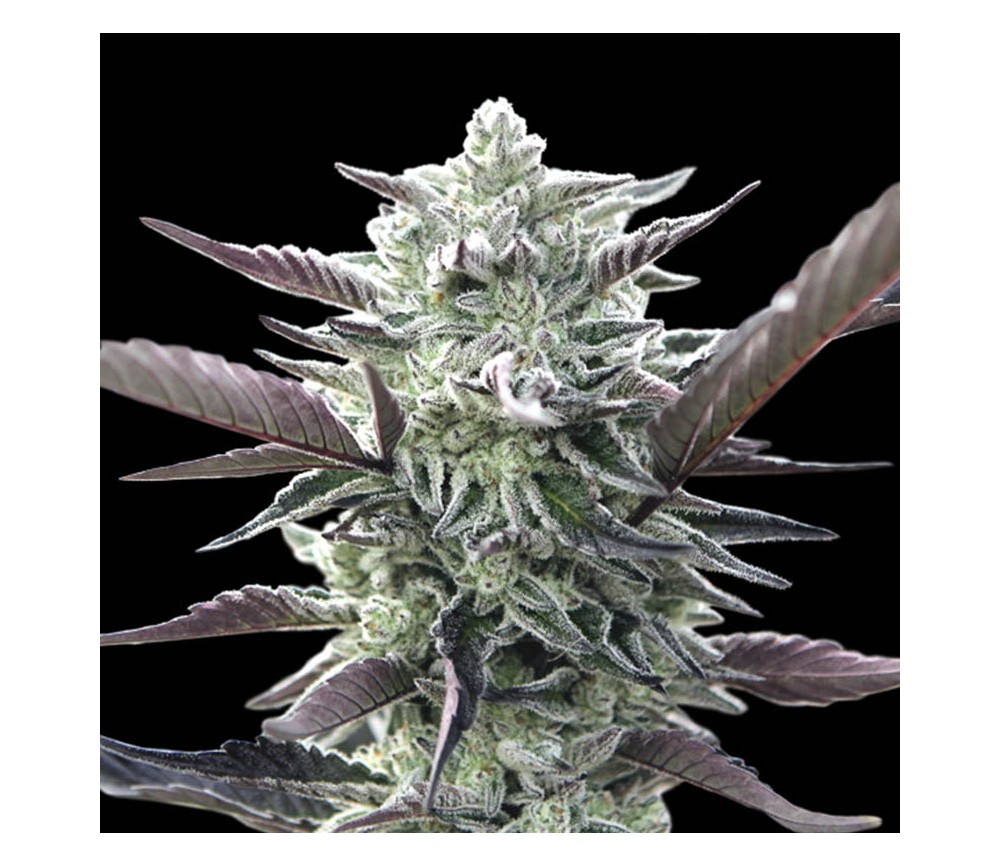 Oreoz de 00 Seeds