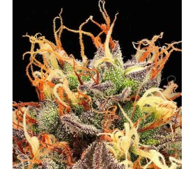 Tropical Zmoothie Auto de SeedStockers