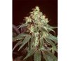 Devil Regular de Mr Nice SeedBank