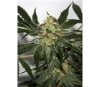 Early Skunk Haze Regulares de Mr Nice Seedbank