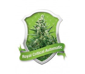 Royal Critical Automatic by Royal Queen Seeds