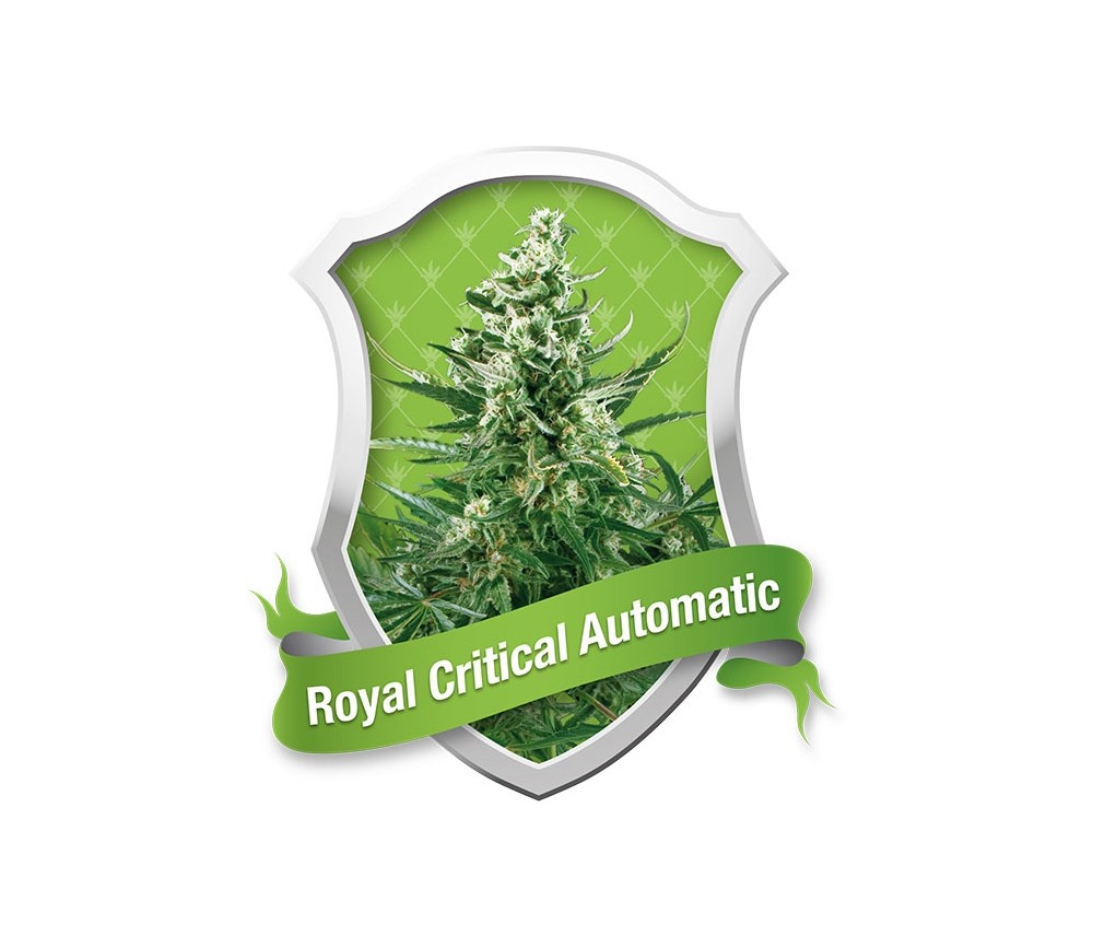 Royal Critical Automatic by Royal Queen Seeds