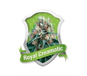 Royal Creamatic by Royal Queen Seeds