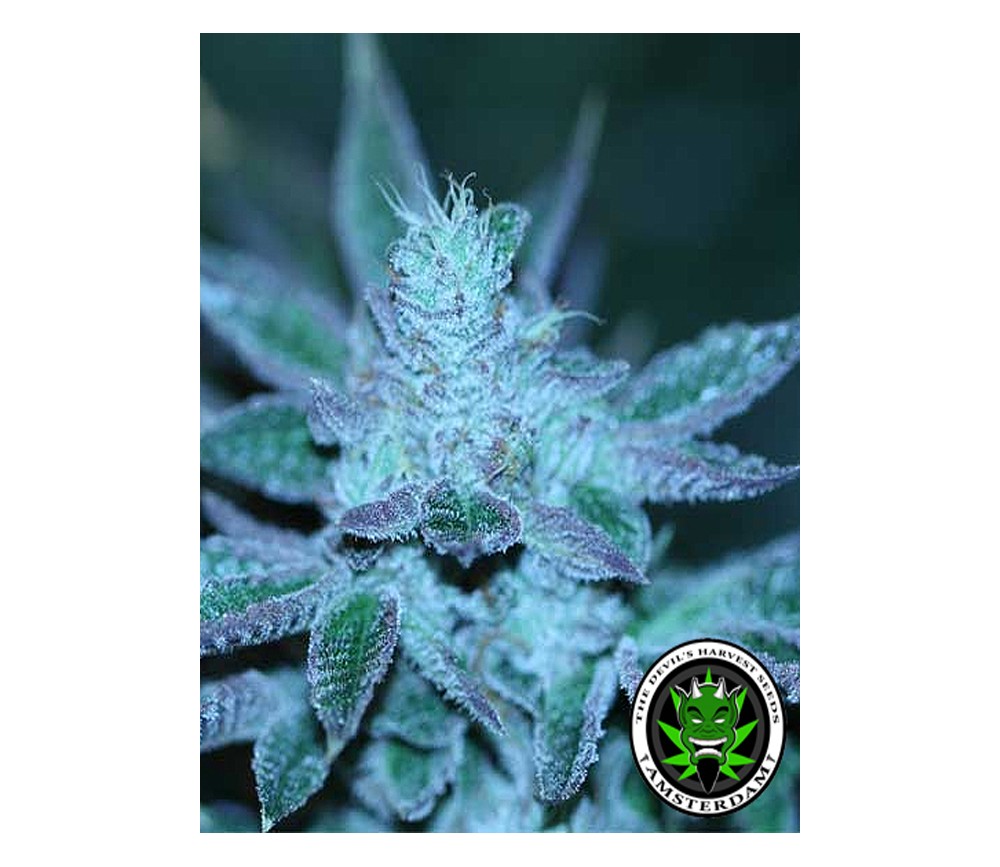 Venta De Strawberry Sour Diesel Regulares De Devil's Harvest Seeds - La ...