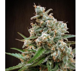 Nepal Jam de Ace Seeds