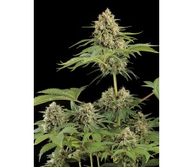 Moby Dick Dinafem Seeds