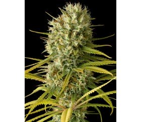 Original Amnesia Dinafem Seeds