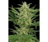 Critical Jack Auto Dinafem Seeds