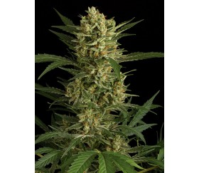 Original Amnesia Auto Dinafem Seeds