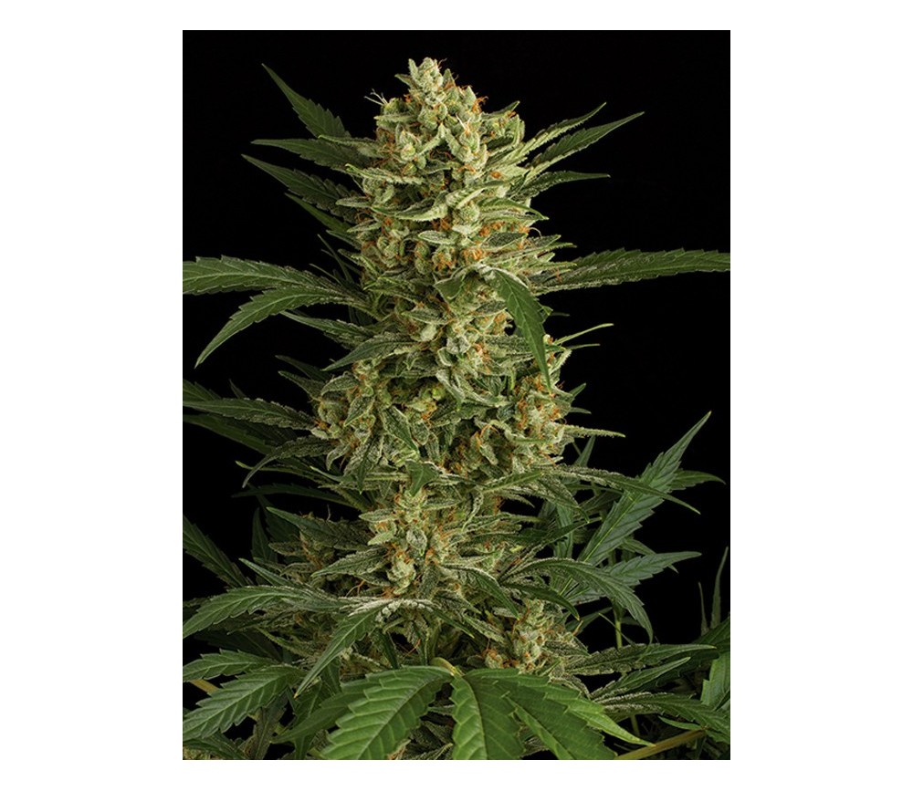 Original Amnesia Auto Dinafem Seeds