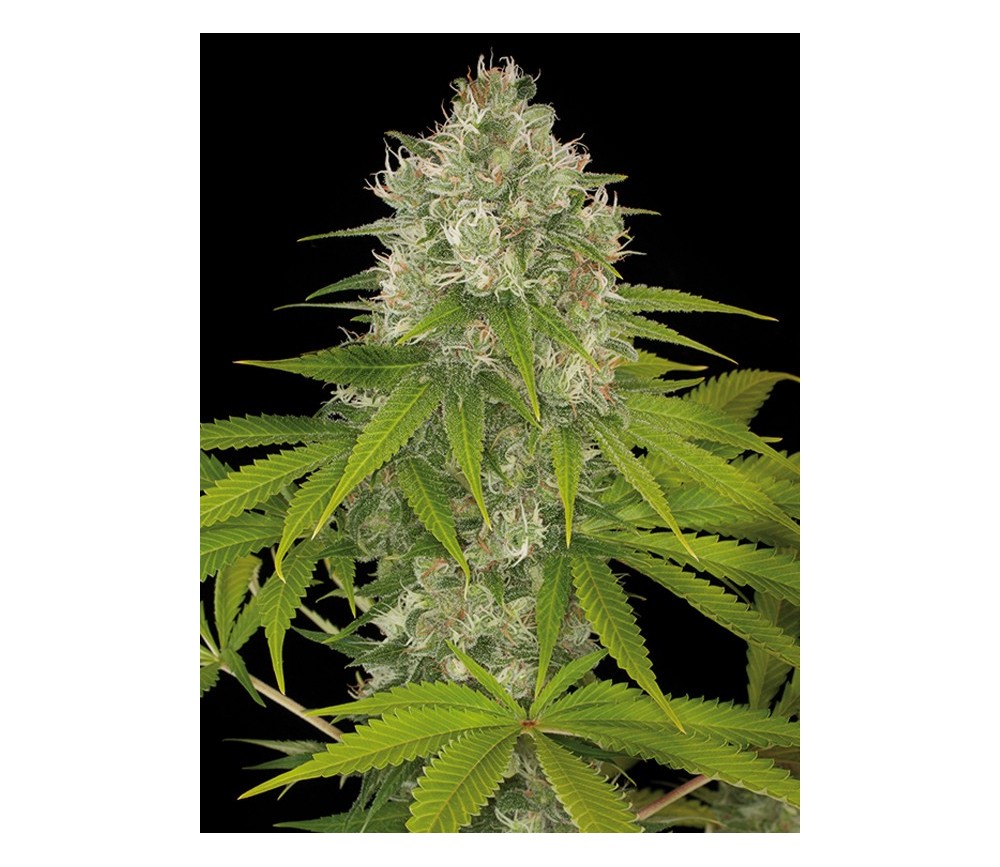 Power Kush Dinafem Seeds