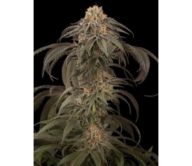 Purple Afghan Kush Dinafem Seeds