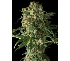 Big Kush Dinafem Seeds