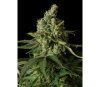 Moby Dick CBD Dinafem Seeds