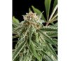 Royale Haze Dinafem Seeds