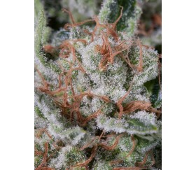 Moby Dick Dinafem Seeds