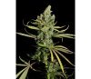 Cheese Dinafem Seeds