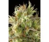 Original Amnesia Dinafem Seeds