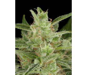 Critical Jack Auto Dinafem Seeds