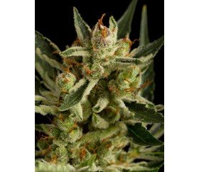 Original Amnesia Auto Dinafem Seeds