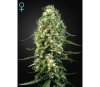 Super Silver Haze CBD - Green House Seeds