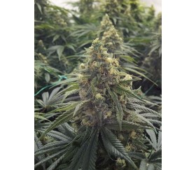 Desert Diesel - Humbolt Seeds