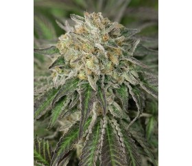 Amherst Sour Diesel - Humbolt Seeds