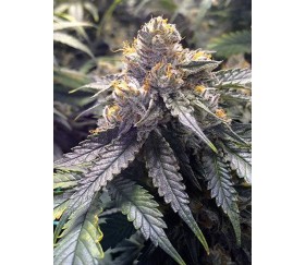 Bubba's Gift - Humbolt Seeds