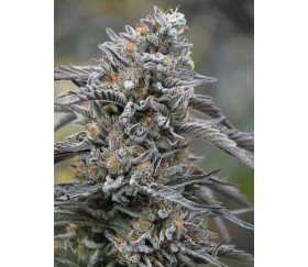 Black D.O.G. - Humbolt Seeds