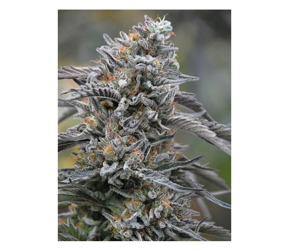 Black D.O.G. - Humbolt Seeds