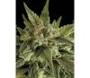 Fruit Auto - Dinafem Seeds