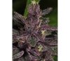 Pakistan Chitral Kush regular - Ace Seeds