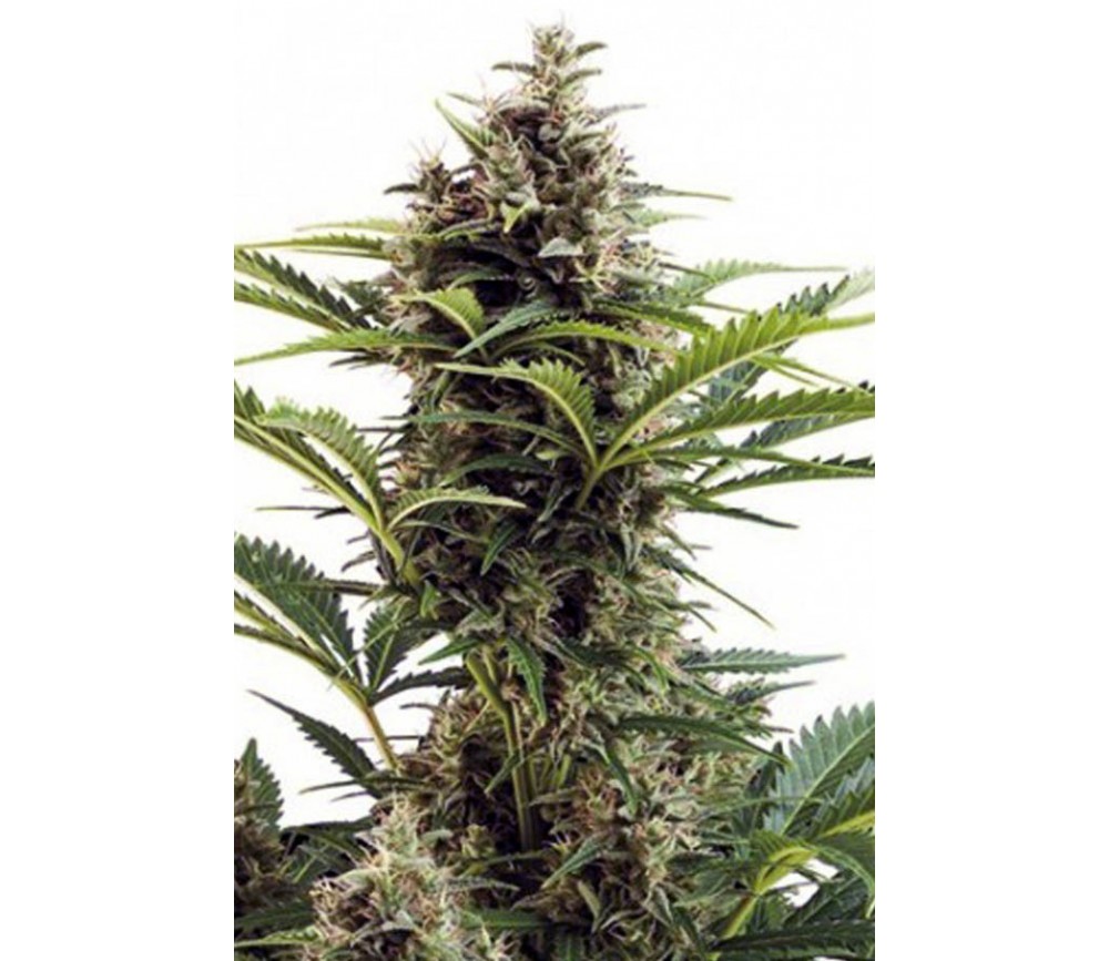 Vesta Buddha Seeds semillas de marihuana autoflorecientes feminizadas - La  Huerta Grow Shop