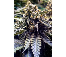 White Runtz Fast Flowering (Humbolt Seeds) ➤ Semillas marihuana