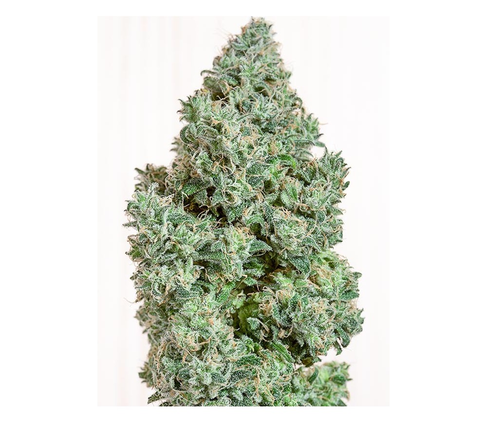 Blue Dream CBD - Humboldt Seeds