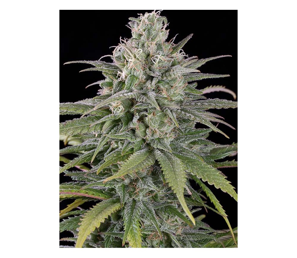 UK Cheese Auto - Humboldt Seeds