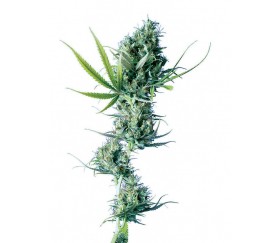 Durban - Sensi Seeds