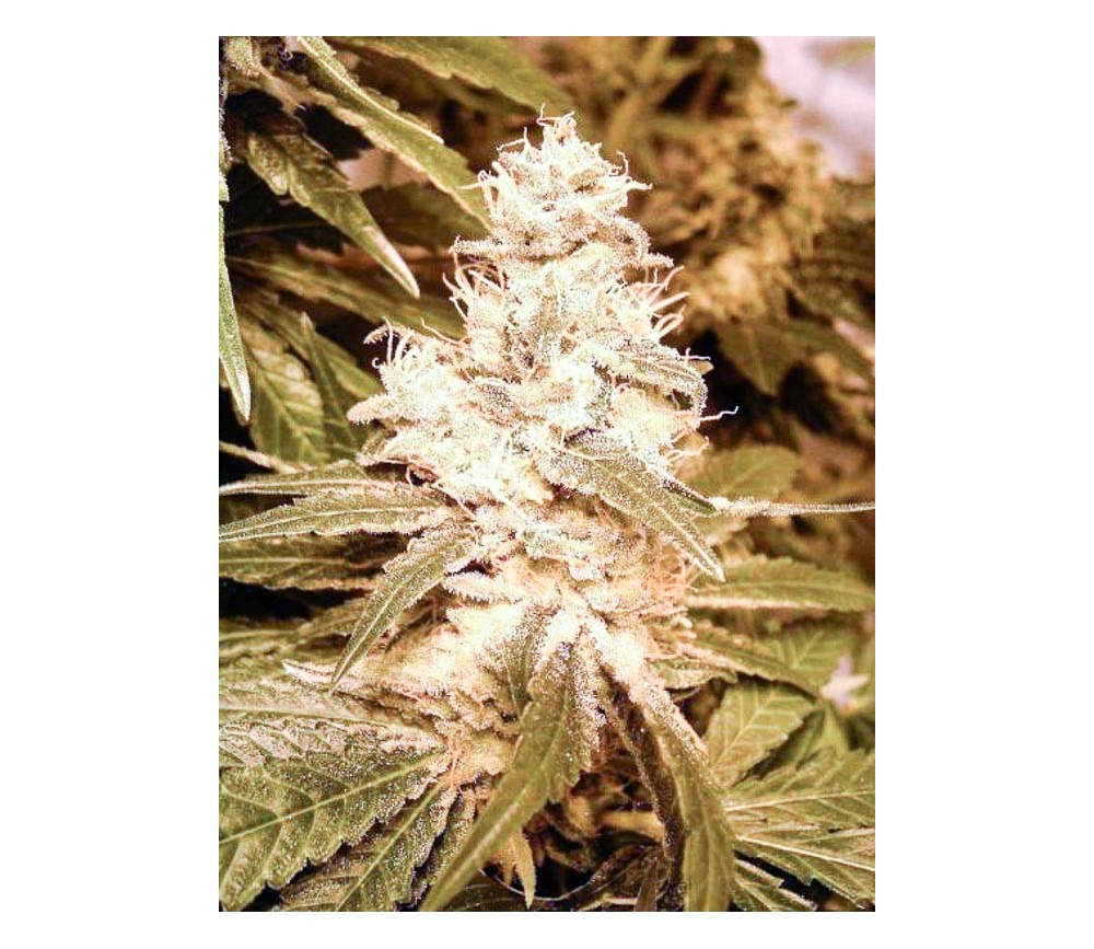 Auto Kush- Female Seeds