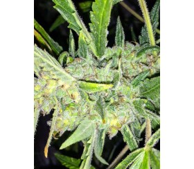 Auto White Widow X Big Bud - Female Seeds