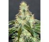 Mataró  Blue CBD - Kannabia Seeds