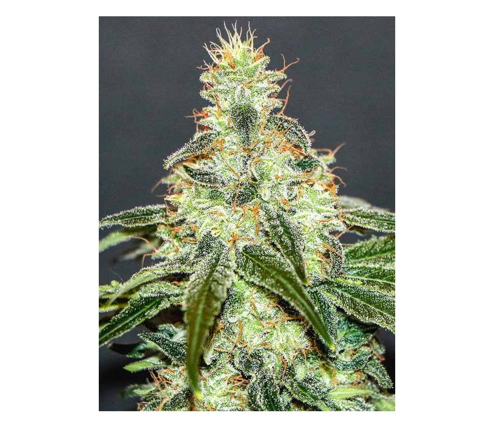 Mataró  Blue CBD - Kannabia Seeds